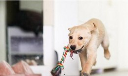 娱乐吃瓜菌关于狗,揭秘娱乐圈的忠诚宠儿